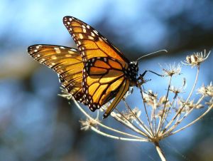 Monarch Butterfly Grove Pismo Beach by Joyce Cory - Wikimedia